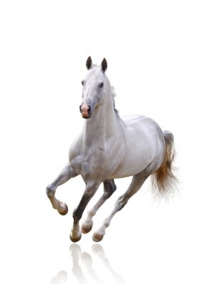 Fotobehang Wit-bruin paard