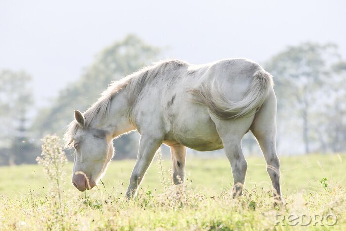 Fotobehang Wit dier graast op het gras