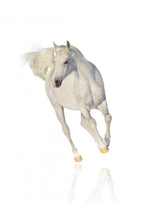 Fotobehang Wit lopend paard