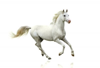 Fotobehang Wit paard in beweging
