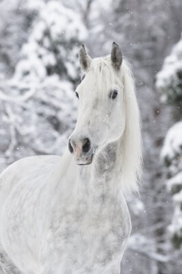Fotobehang Wit paard in de sneeuw