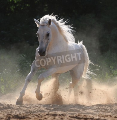 Fotobehang Wit paard in de zon