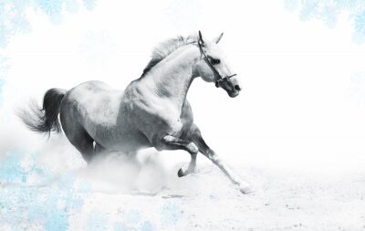 Fotobehang Wit paard in een kader