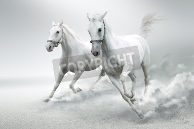 Fotobehang Wit paard in het stof