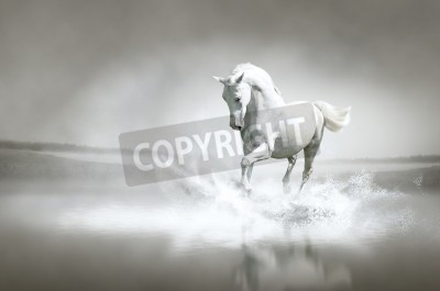 Fotobehang Wit paard in het water