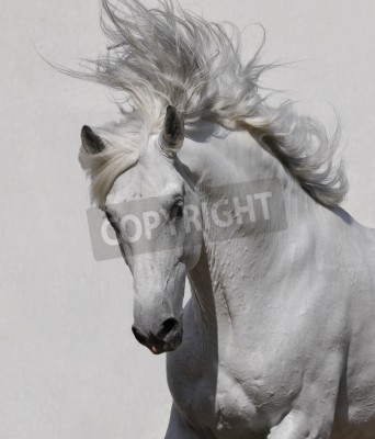 Fotobehang Wit paard met golvende manen