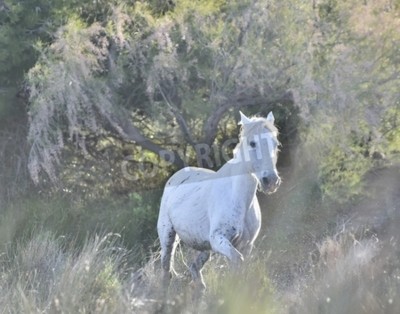 Fotobehang Wit paard op de achtergrond van bomen