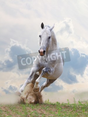 Fotobehang Wit paard op de hemelachtergrond