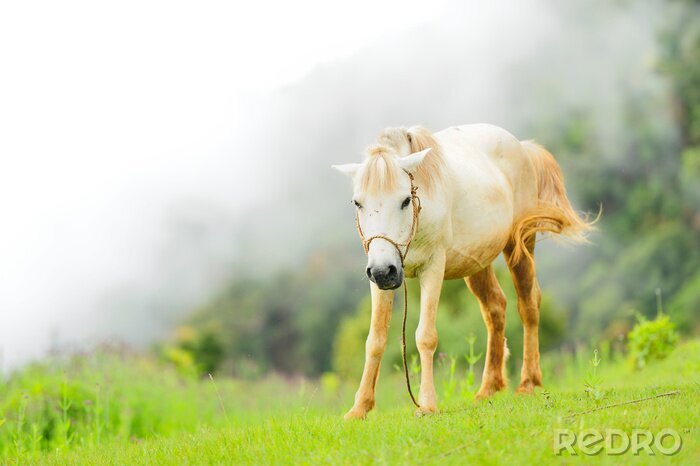 Fotobehang Wit paard op een achtergrond van mist