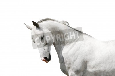 Fotobehang Wit paard op een lichte achtergrond