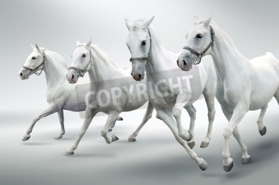 Fotobehang Wit paard op grijze achtergrond