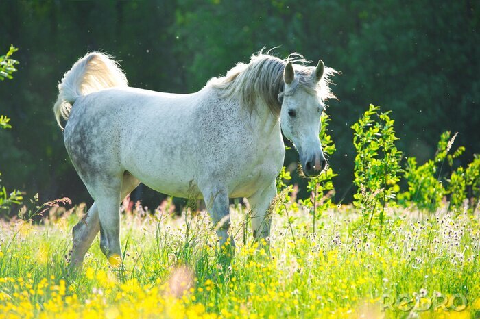 Fotobehang Wit paard op groene achtergrond