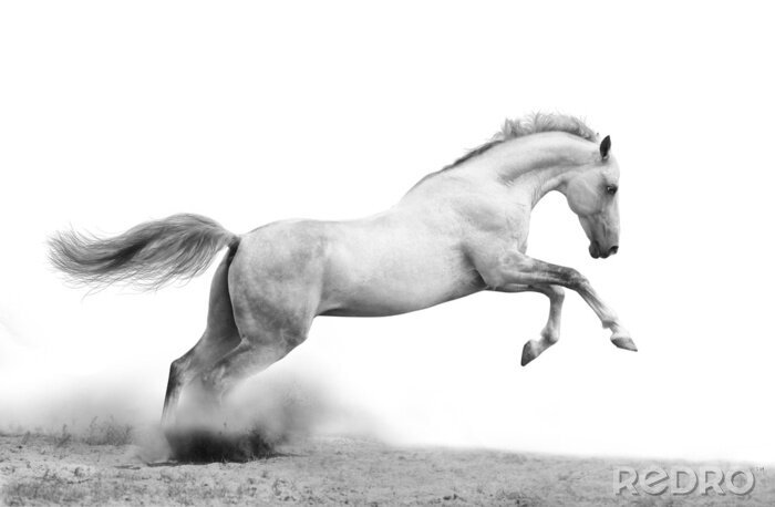 Fotobehang Wit paard op het zand