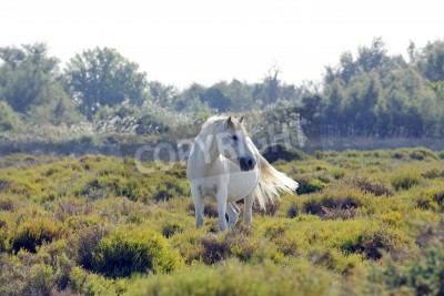 Fotobehang Wit paard tussen het groen