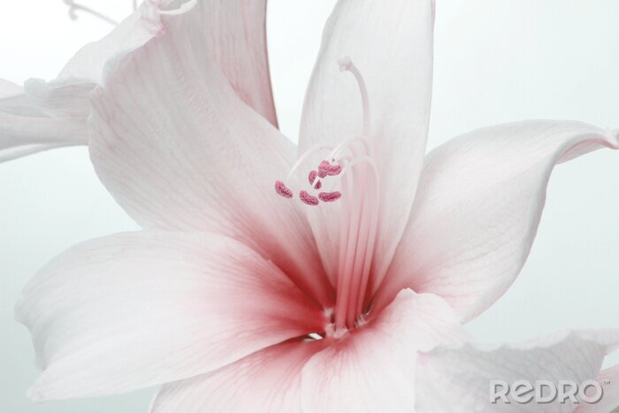 Fotobehang Wit-roze bloem