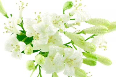 Fotobehang Witte achtergrond en bloemen