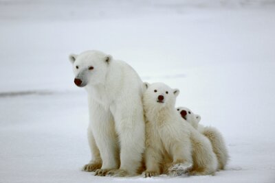 Fotobehang Witte beer familie