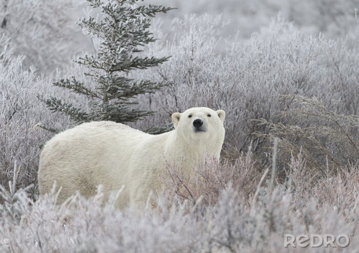 Fotobehang Witte beer met op de achtergrond een open plek