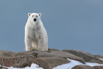 Fotobehang Witte beer op de rots