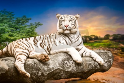 Fotobehang Witte Bengaalse tijger op een steen