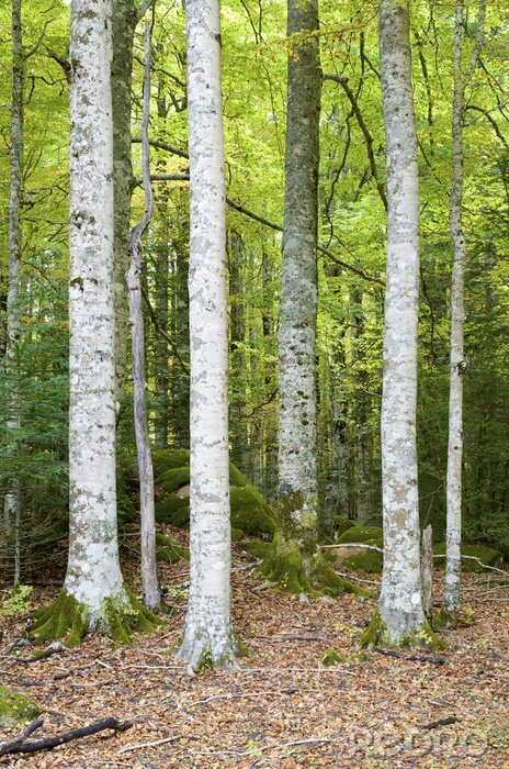 Fotobehang Witte berken in een bos achtergrond