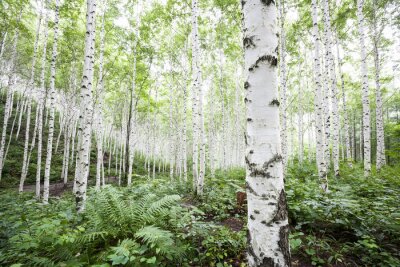 Fotobehang Witte berken in het bos in de zomer