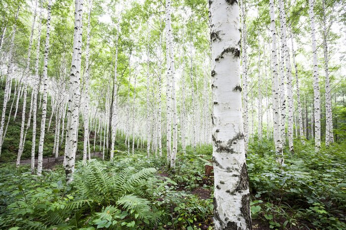 Fotobehang Witte berken in het bos in de zomer