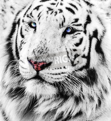 Fotobehang Witte blauwogige tijger