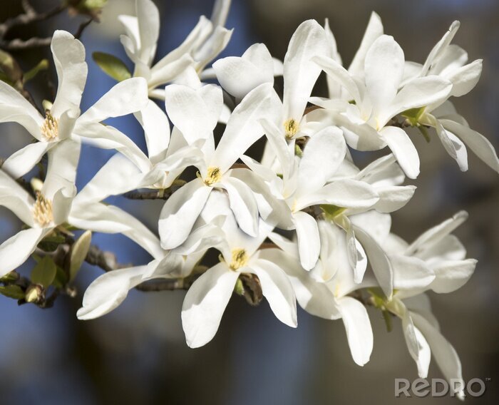 Fotobehang Witte bloeiende magnolia's