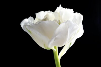 Fotobehang Witte bloem
