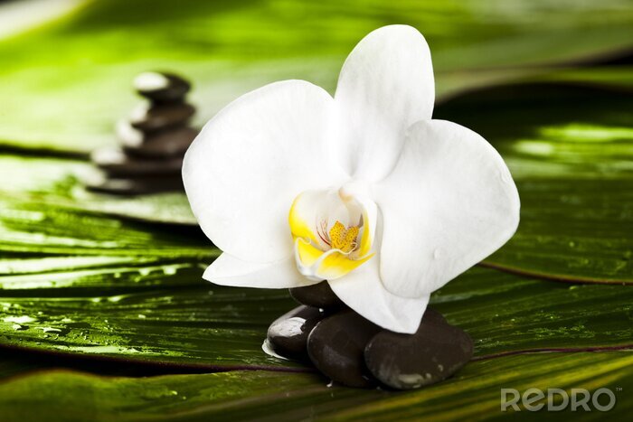 Fotobehang Witte bloem, bladeren en steen