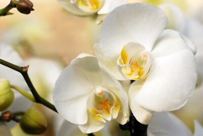Fotobehang Witte bloem close-up