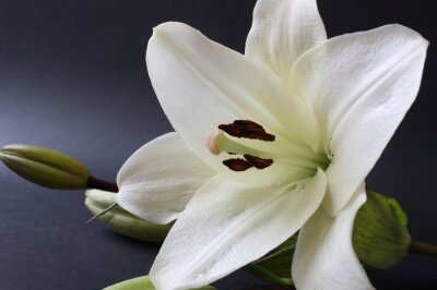 Fotobehang Witte bloem en knop