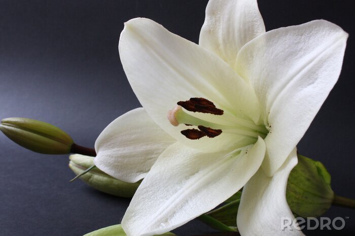 Fotobehang Witte bloem en knop