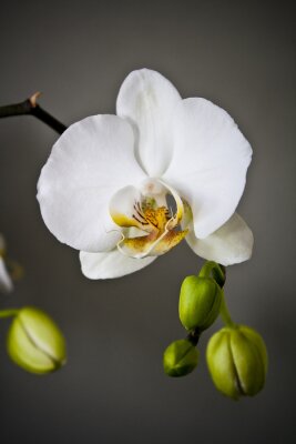 Fotobehang Witte bloem en knoppen