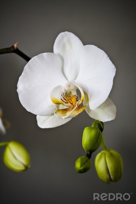 Fotobehang Witte bloem en knoppen