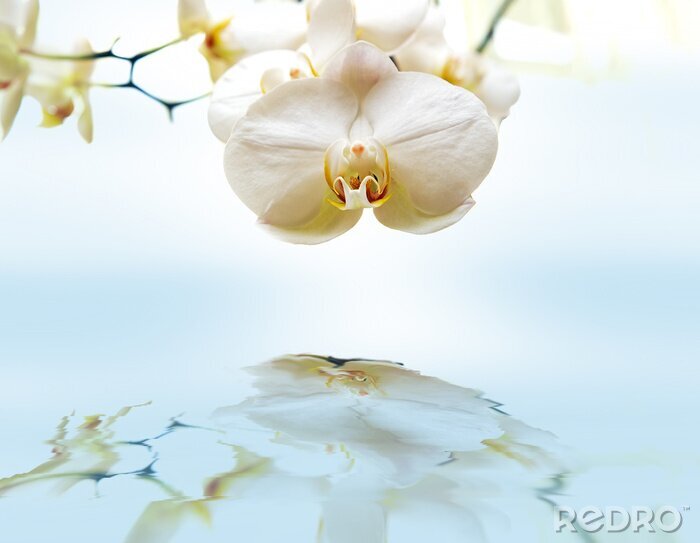 Fotobehang Witte bloem en weerspiegeling