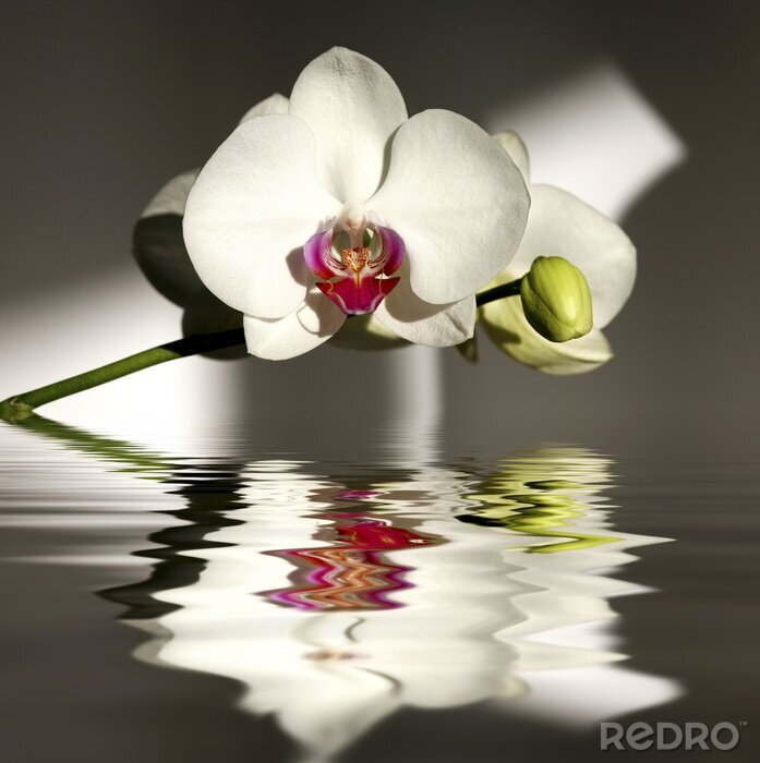 Fotobehang Witte bloem en weerspiegeling in water