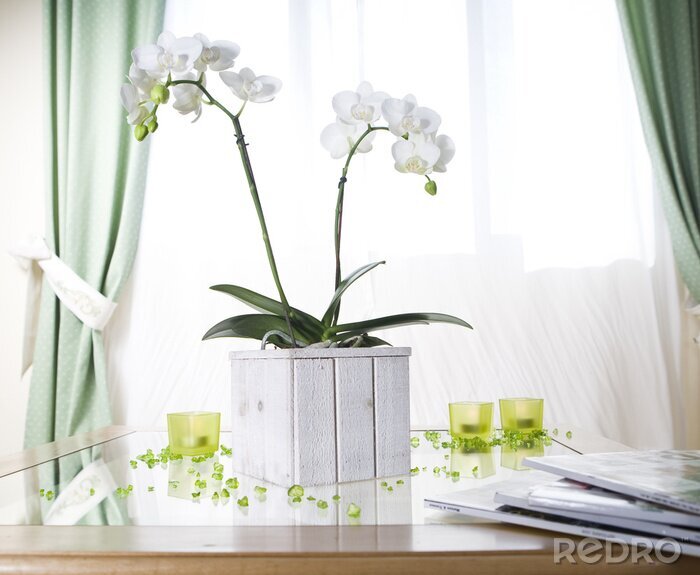 Fotobehang Witte bloem in een pot