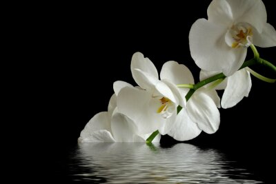 Witte bloem in water