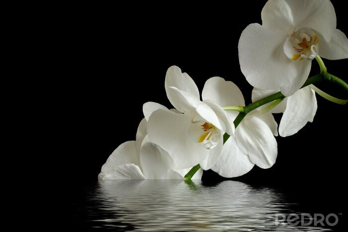 Fotobehang Witte bloem in water