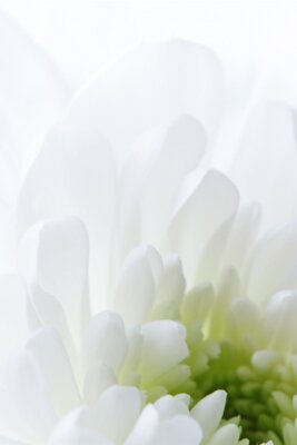 Fotobehang Witte bloem macro