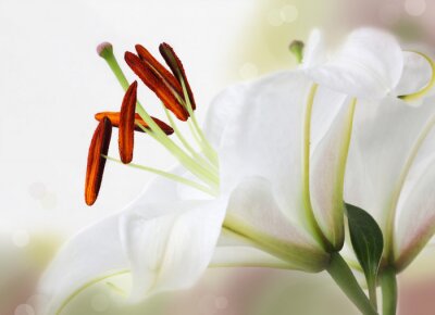 Fotobehang Witte bloem met meeldraden