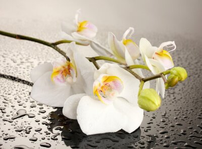 Witte bloem met waterdruppels