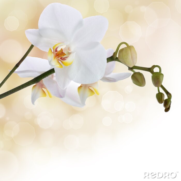 Fotobehang Witte bloem op een lichte achtergrond