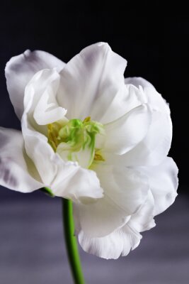 Fotobehang Witte bloem op grijze achtergrond