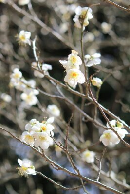 Witte bloemblaadjes aan de boom