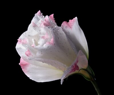 Fotobehang Witte bloemblaadjes met een roos