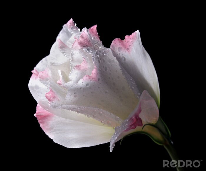 Fotobehang Witte bloemblaadjes met een roos