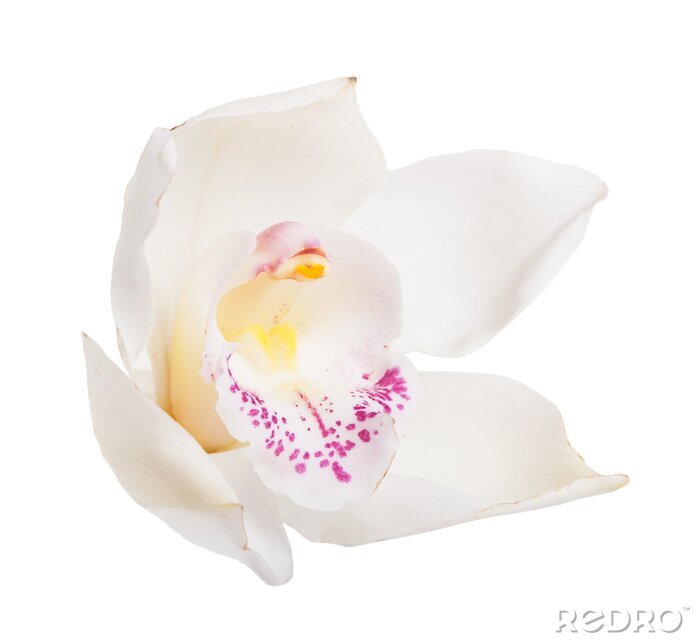 Fotobehang Witte bloemblaadjes van een orchidee in macro versie